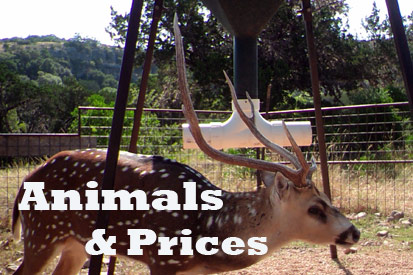 Animals and Prices